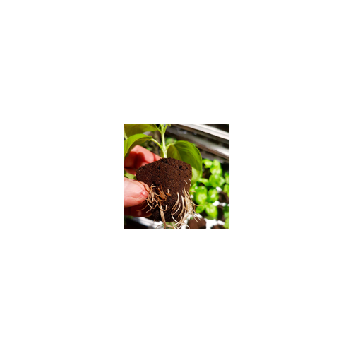 Root Riot Propagation Tray (24)