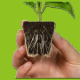 Root Riot Propagation Tray (24)