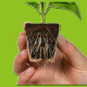 Root Riot Propagation Tray (77)
