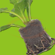 JiffyEasy Peat Tabs 36mm