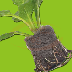 JiffyEasy Peat Tabs 36mm