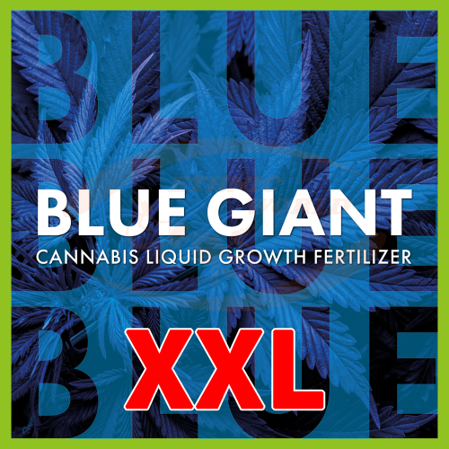 TheAzimut BLUE GIANT - XXL