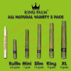 King Palm Variety Size Nature (5 pces)