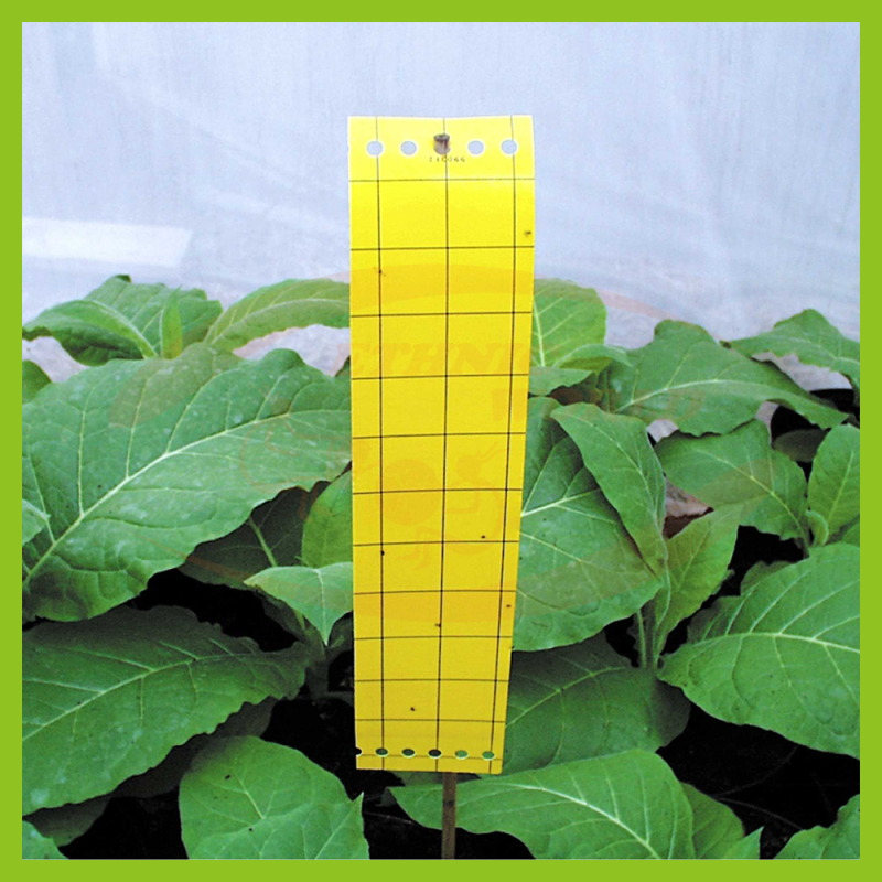 Gelbe Falle 10 cm x 25 cm