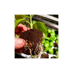 Root Riot Propagation Tray (24)