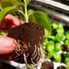 Root Riot Propagation Tray (24)