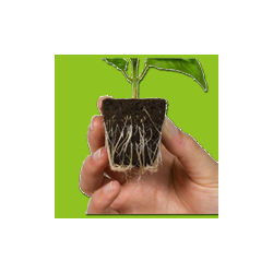 Root Riot Propagation Tray (24)