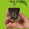 Root Riot Propagation Tray (24)