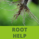 TP - Root Help