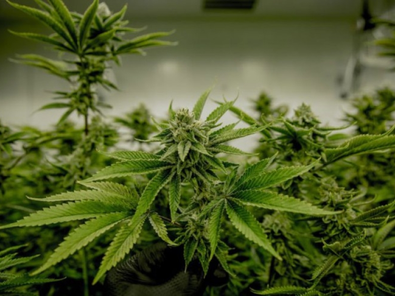 Guide culture Cannabis pour les débutants - Récolte et Séchage