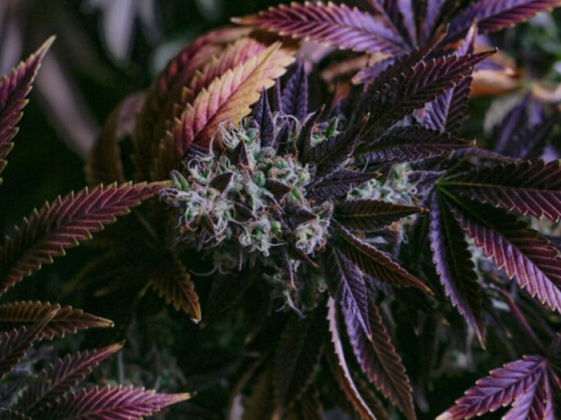Cultiver de belles fleurs de CBD