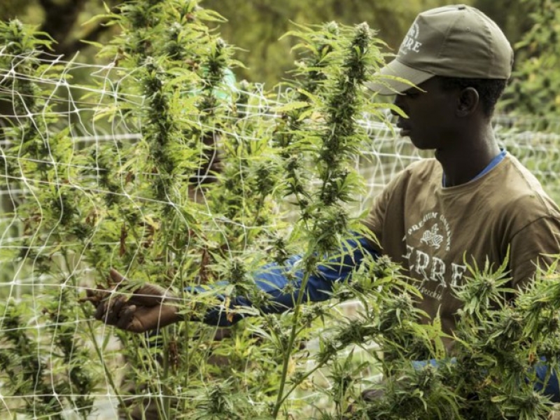 Comment réussir une culture outdoor de Cannabis