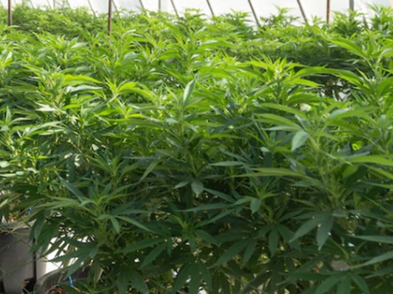 Conseil culture du CBD en extérieur
