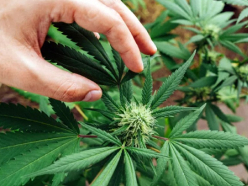 Guide pour cultiver le CBD Indoor, culture chanvre chez soi
