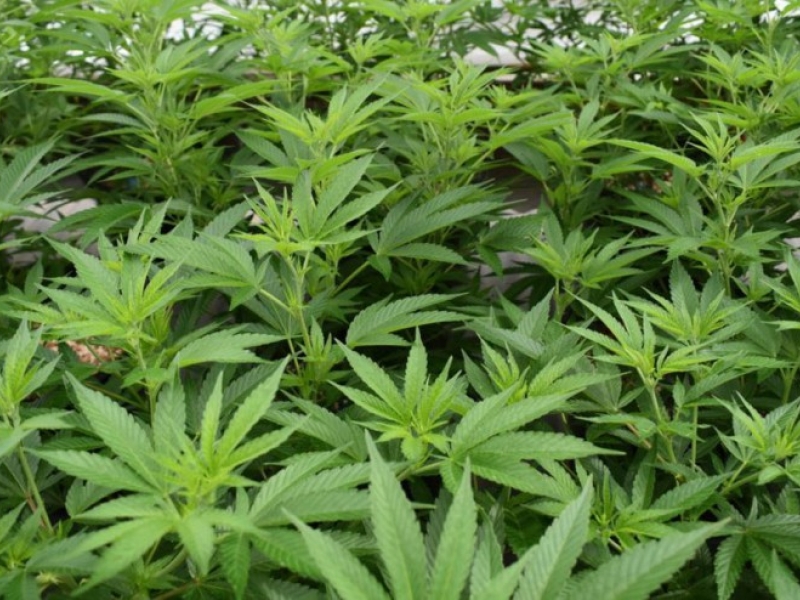 CBD Suisse, Cannabis légal