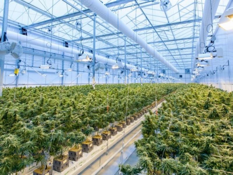 Comment avoir la meilleure ventilation en culture Indoor ?