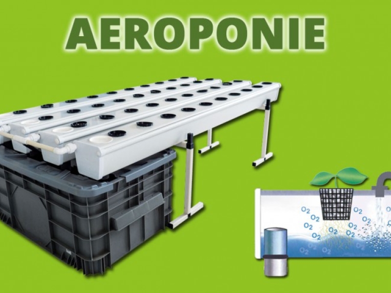 Culture en Aéroponie, conseils et astuces