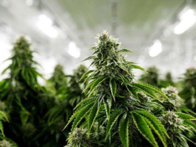 Culture Indoor Cannabis CBD, guide et FAQ